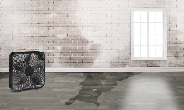 Best Water damage contractors near me  in Nevada, TX